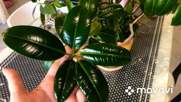 ?14?Чем протирать листья растений , для блеска ?