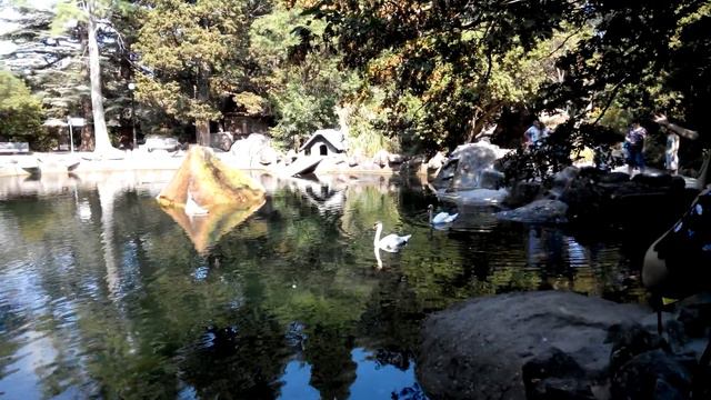 Воронцовский парк при дворце в Алупке лебединое озеро смотреть онлайн