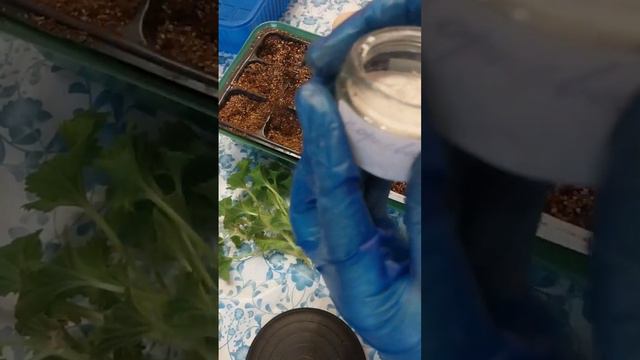 королевская пеларгония 🌺 смотреть онлайн