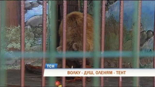 В Пермском зоопарке рассказали, как животные переносят аномальную жару смотреть онлайн
