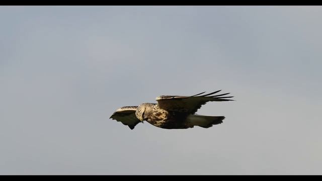 Зимняк - Buteo lagopus.mp4 смотреть онлайн
