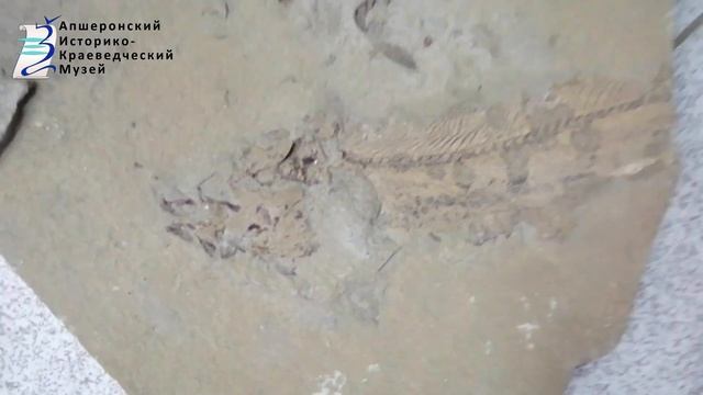 Палеонтология Северо Западный Кавказ смотреть онлайн