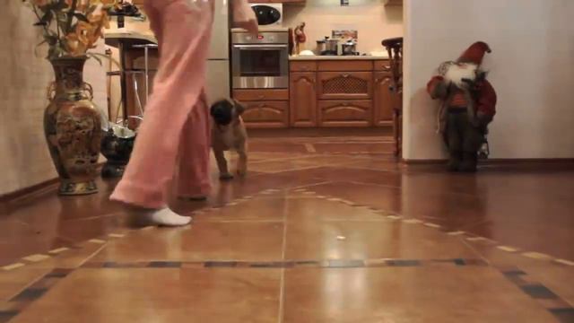 Арчи - www.bull-stifs.ru Bullmastiff puppy - Kennel Club "Gardian Vince Gold" смотреть онлайн