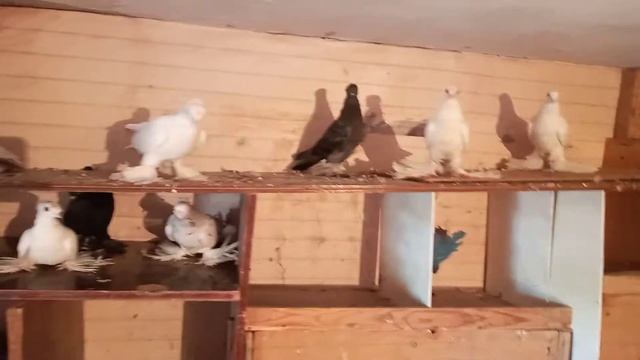 Туркменские голуби город мары смотреть онлайн