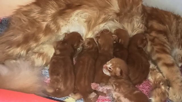 Мейн кун котята 1 неделя / Маленькие котята и мама-кошка смотреть онлайн
