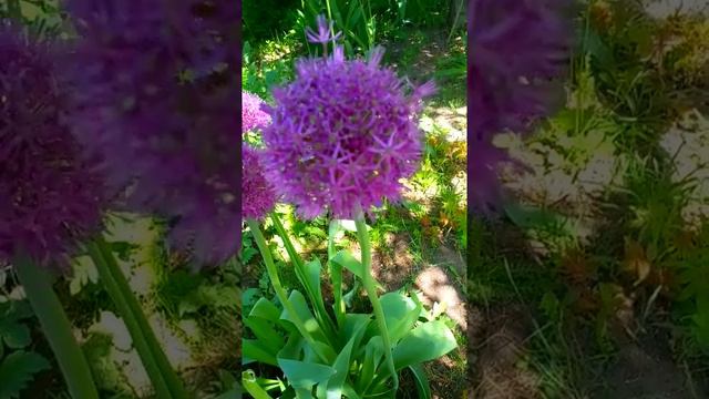 Какая красота! смотреть онлайн