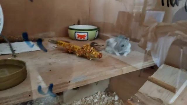 ЛАЙКИ ХОМЯКУ ЛАЙКУ!!! о маленьком жителе швейцарскго городка смотреть онлайн