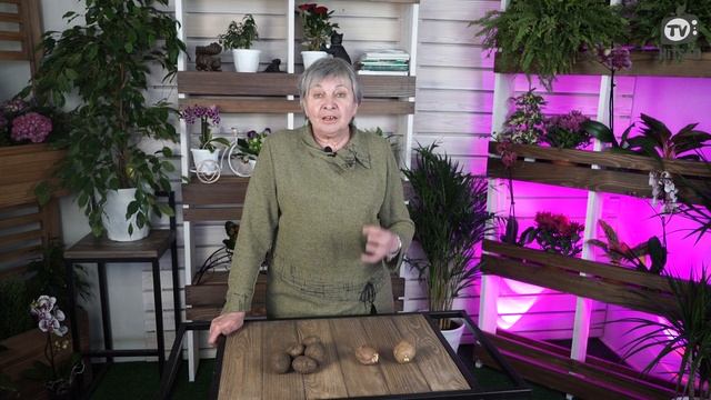КАК ПОДГОТОВИТЬ КАРТОФЕЛЬ К ПОСАДКЕ ? Полезные Советы От Хитсад ТВ смотреть онлайн