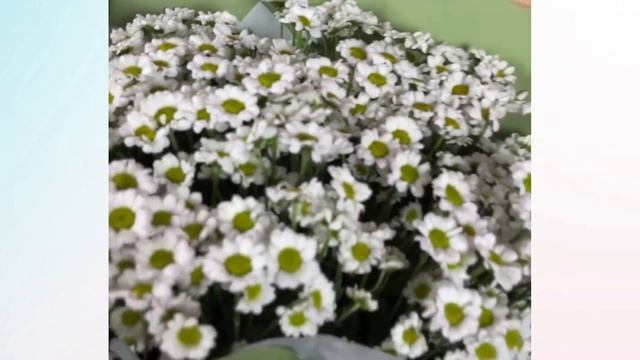 Букет из 15 белых кустовых хризантем Сантини в корейской упаковке смотреть онлайн
