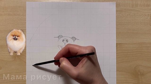 How to draw SHPITZ / POMERANIAN dog drawing смотреть онлайн
