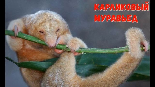 Животные Бразилии / Animals of Brazil смотреть онлайн