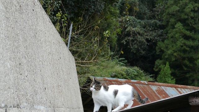Cat Jumping in Slow Motion - Ninja Cat смотреть онлайн