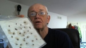 Как выращивать розы из семян - серия 1