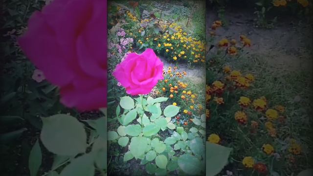 Редкая удача.. Рената Рейнберг. Стихи в исполнении автора. смотреть онлайн