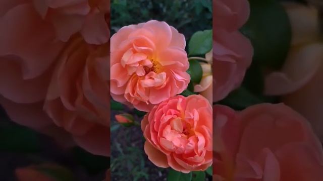 Английская роза Дэвида Остина Пэт Остин Pat Austin розы в саду смотреть онлайн