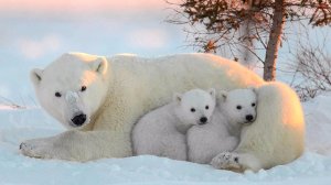 Белые мишки.mp4