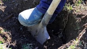 Необычный метод выращивания томатов. Кисти будут ломиться от тяжести плодов