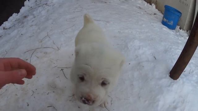 Щенки переехали на улицу смотреть онлайн