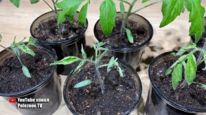 Скручиваются листья у рассады томатов! Всё исправляется в момент без супер средств