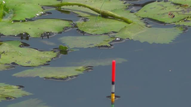 Поклевки на Поплавочную удочку, Подводная съемка. Рыбалка на Озере. Fishing angeln la pesca câu cá ( смотреть онлайн
