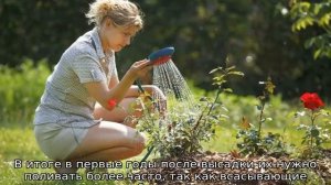 Как часто поливать розы