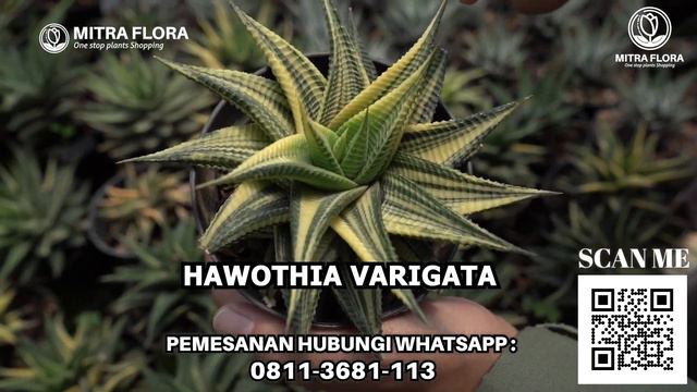 HAWORTHIA tanaman Zebra , || MURAH & MERIAH || MITRA FLORA NUSANTARA смотреть онлайн