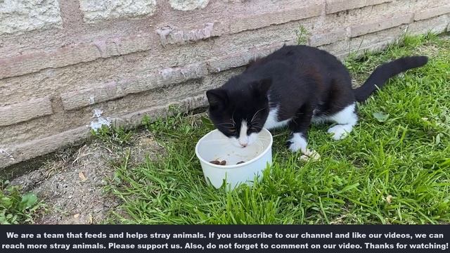 Poor Hungry Cat Meows Crying Because It Can't Find Food / Cat Rescued Just in Time! смотреть онлайн