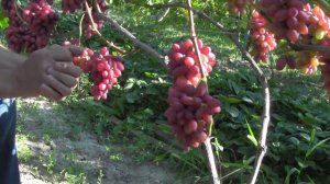 @Виноград 2018. Виноград Богема на Полтавщине