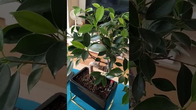 ИНСТРУКЦИЯ ПО БОНСАЙ ФИКУСУ смотреть онлайн