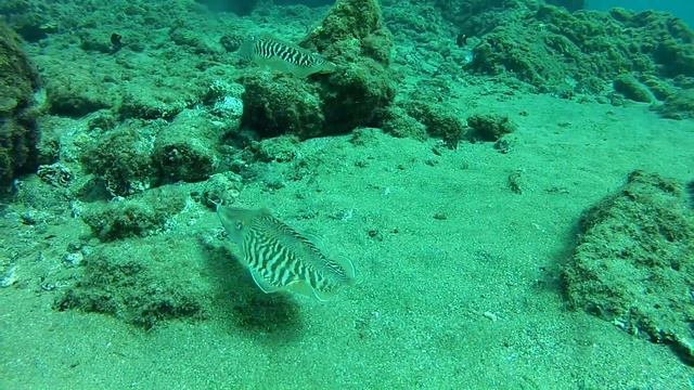 Mątwy - sepia officinalis смотреть онлайн