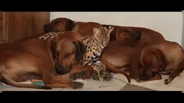 Serval Shakira mischt die Hunde auf смотреть онлайн