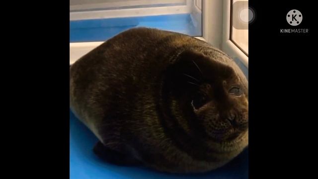 Пушистые Крошки