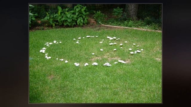 Fairy Ring смотреть онлайн