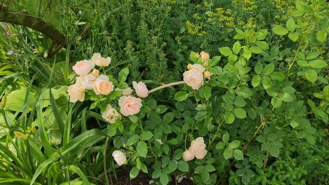 Обзор остинки Wollerton Old Hall (David Austin,2011).Второй год посадки. смотреть онлайн