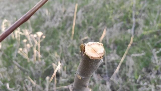 ?Три САМЫХ ПРОСТЫХ способа. Весенняя прививка плодовых ??? смотреть онлайн