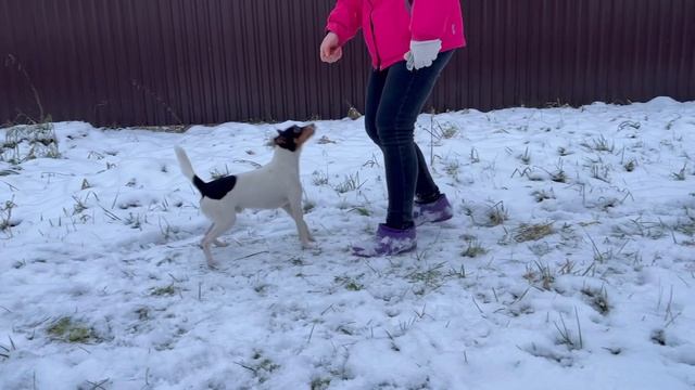 Играем и пробуем дрессировать американского той фокстерьера / Training american toy fox terrier смотреть онлайн