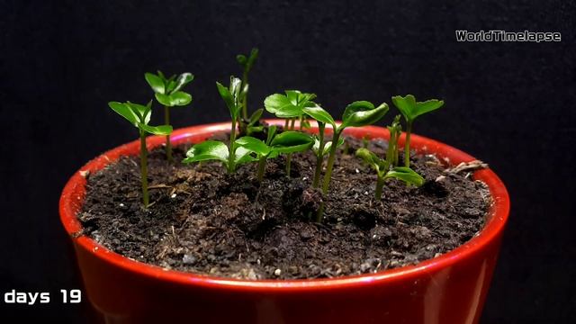 How to Grow a Citrus / Mandarin Tree from a Seed 2 months Timelapse смотреть онлайн