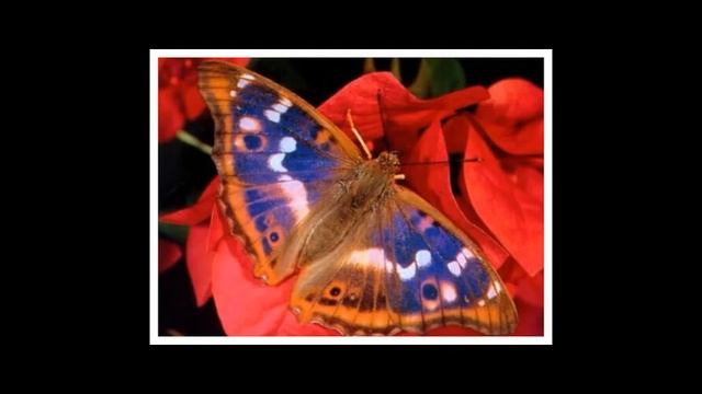 День бабочки смотреть онлайн