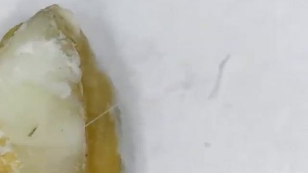 Крупы под микроскопом.Groats under the microscope.