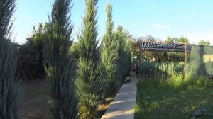 Скальные можжевельники БЛЮ ЭРРОУ (Blue Arrow) и СКАЙРОКЕТ (Skyrocket) - в чём разница?