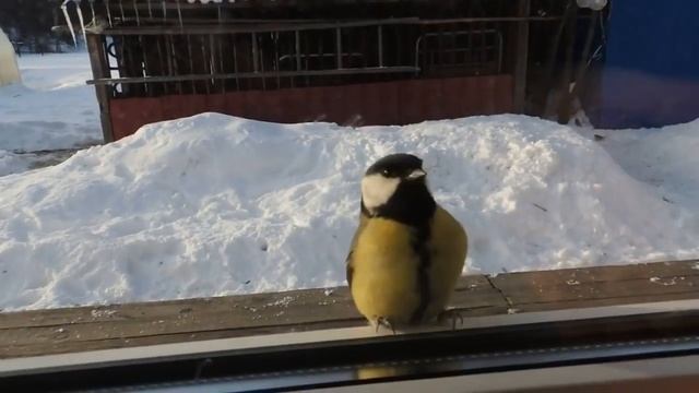 Самая умная синичка в мире 2018 смотреть онлайн