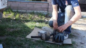 Снимаю крышки хабов AVM-HP, разбираю привод ТагАЗ Тагер