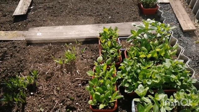 Мой сад на 23.05.23, пасынкую томаты, какие у меня сорта, высаживаю цветы. смотреть онлайн