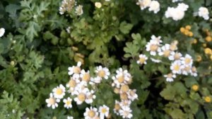 Растение для ленивых Пиретрум Девичий или хризантема Матрикария!У меня новинки!