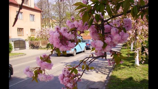 "ВЕСЕННЯЯ СКАЗКА" (Ужгород в апреле) - Фото Сергея Мырдина (Ужгород) смотреть онлайн