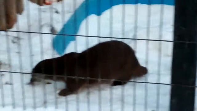 Выдра обыкновенная смотреть онлайн
