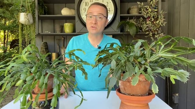 Christmas Cactus (or Thanksgiving Cactus) WON'T FLOWER??? Here is what to do! смотреть онлайн