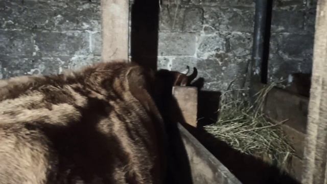 лошади домой ! а коровы в запуск ! маленький обзор хозяйства ? смотреть онлайн