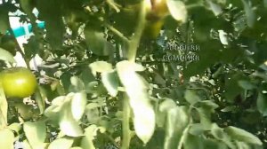 Почему неравномерный цвет у помидоров Махитос?