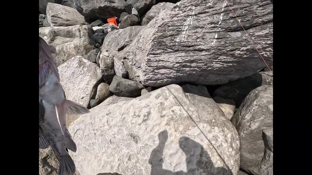Jetty Fishing Video #2 Catching Rock Fish & Black Bass with Jigs and Swim Baits смотреть онлайн